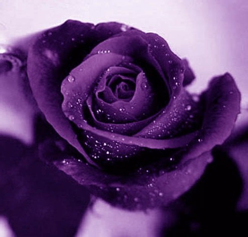 Tặng hoa hồng sinh nhật màu tím có ý nghĩa sâu sắc gì? – Cổng thông tin Bignewsmag